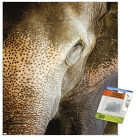 Beth Sheridan-afiș de perete cu elefant Indian cu știfturi, 14.725 22.375