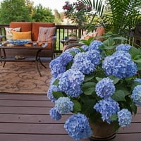Original Endless Summer Hydrangea Înflorire foioase arbust cu flori roz sau albastru-Part Shade Live outdoor Plant