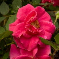 Toate un arbust Flutter Rose Bush-colecția de plante vii din sud